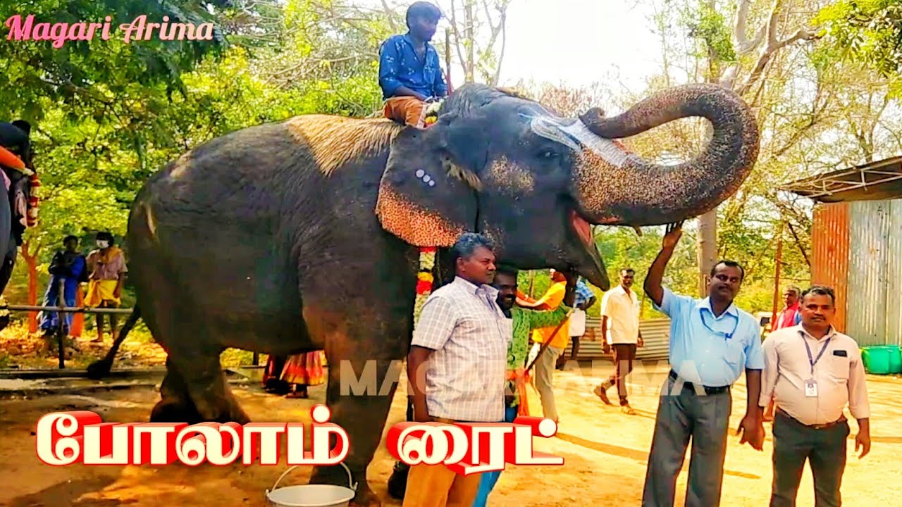 elephant video | யானைகள் முகாம் | thekkampatti elephant camp | யானைகள் | the elephant whisperers