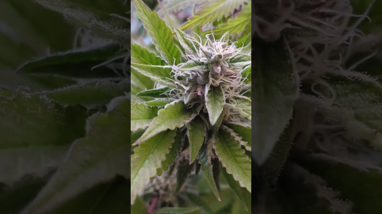 Quick Wedding Gelato Video - Late Flowering Stage