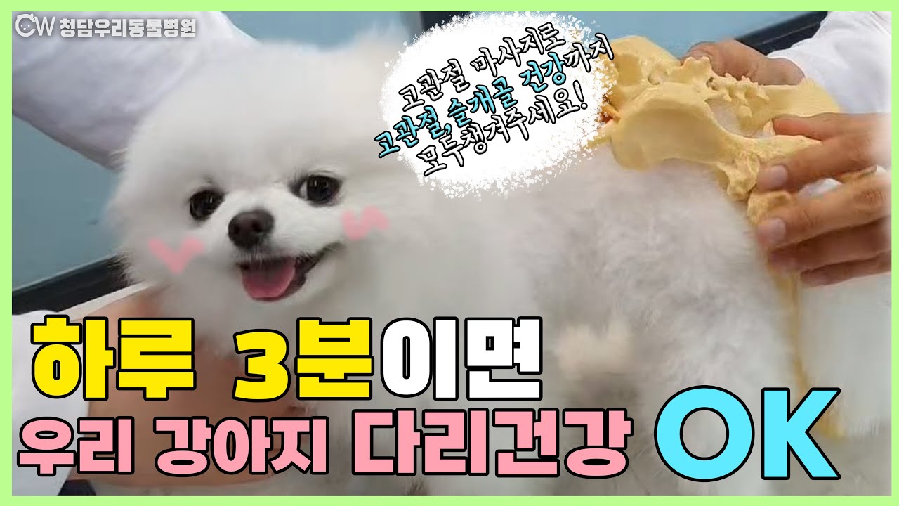 하루3분! 고관절 엉덩이 마사지로 우리 댕댕이 강아지 슬개골, 고관절 건강까지 챙겨주세요 :)