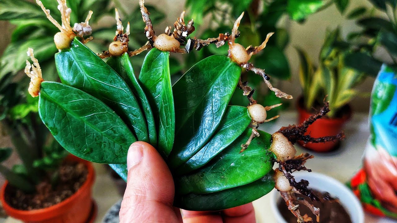 Бу усулда Замиокулькас жуда тез илдиз чиқаради. Кўпайтиришни энг осон ва тез усули.