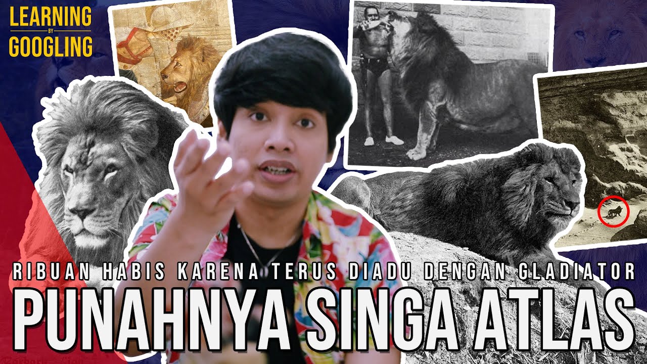 Singa Terbesar Di Dunia Punah Karena Gladiator? Harimau Jawa Juga Senasib? | Learning By Googling