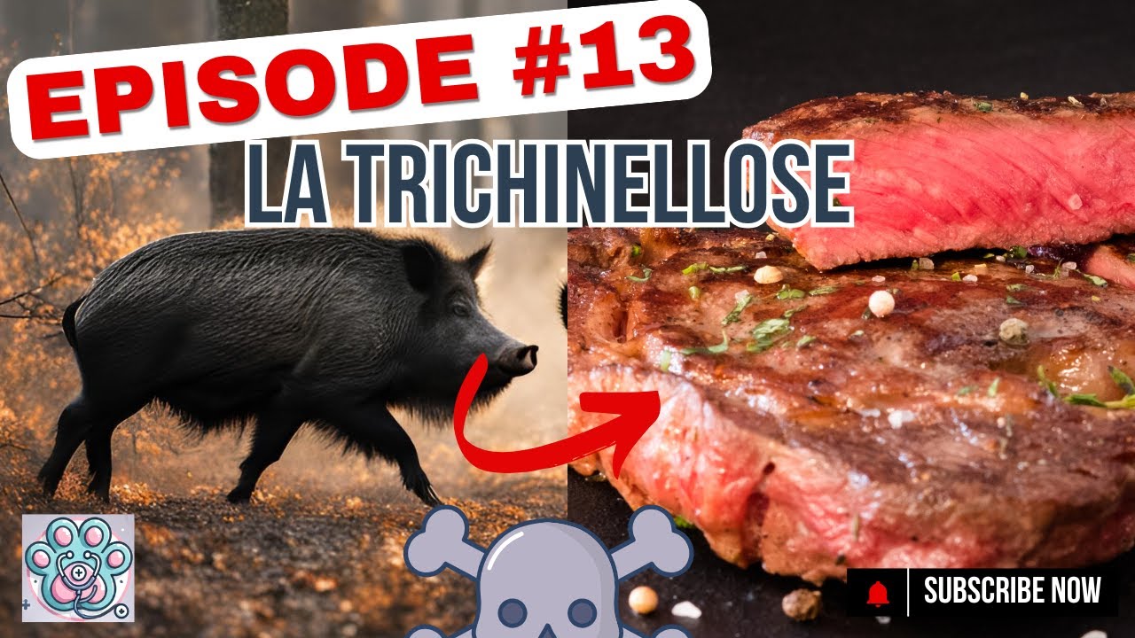 Pourquoi doit-on cuire le porc? Tout savoir sur la Trichine