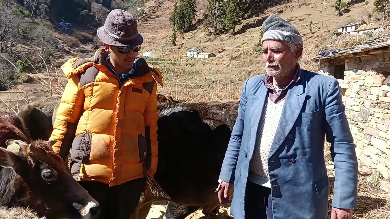 मामा जी श्री पान सिंह नेता जी पहुंचे तलवानी।। गौ माता 🐄🐄 की सेवा ।। लाटू धाम वाण गांव देवाल ❤