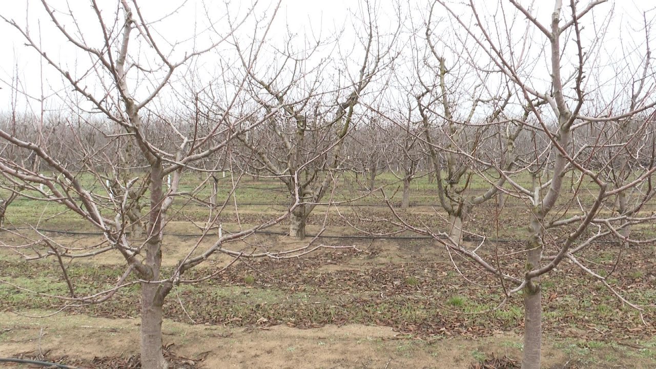 A kemény tél hatása a mezőgazdaságra