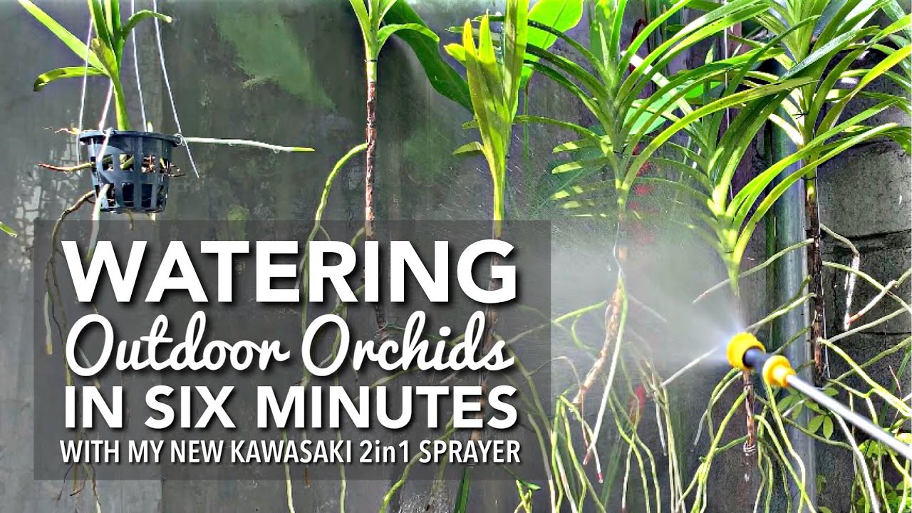 HOW I WATER MY OUTDOOR ORCHIDS IN SIX MINUTES | How To Water Orchids | Quick and Easy Watering