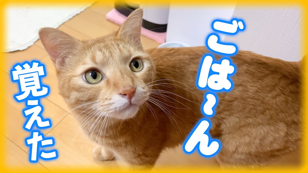 猫が「ごはーん」と言葉をしゃべります！