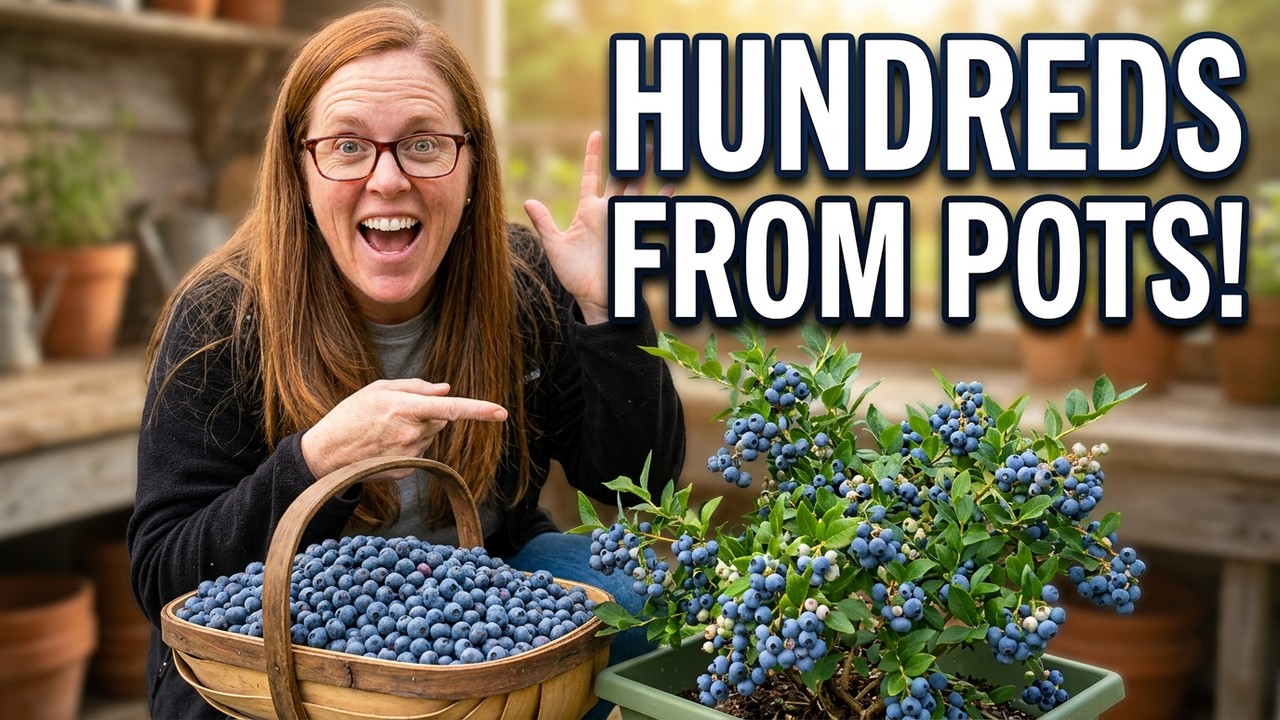 Growing Blueberries in Pots for a Larger Harvest