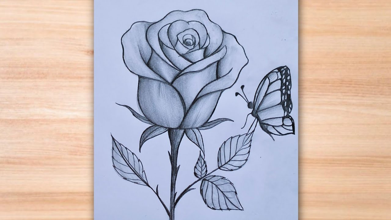 How to draw a butterfly on the rose - pencil sketch for beginners|Rose flower drawing easy|drawing 
