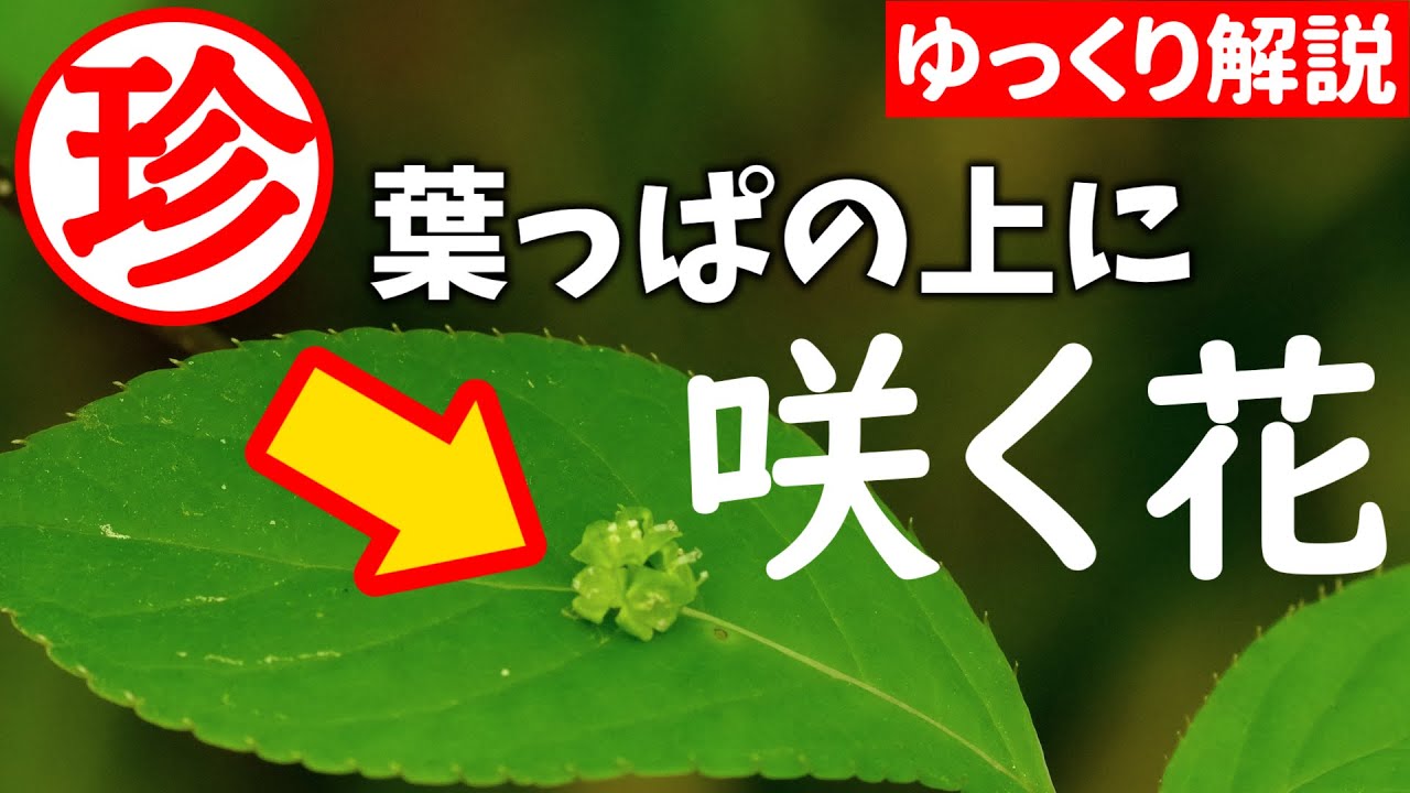 【山野草解説】葉の上に花!?ハナイカダの花を見てみよう【花筏】