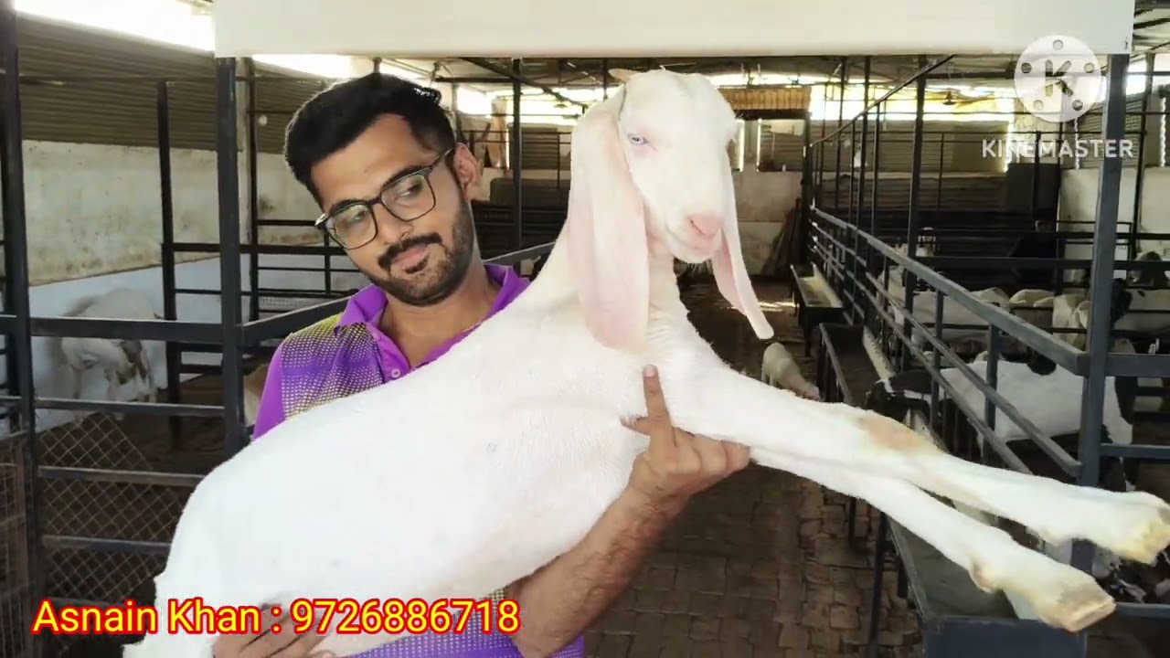 Aayat Goat Farm k Kuch Nayab Nagine For Sale 