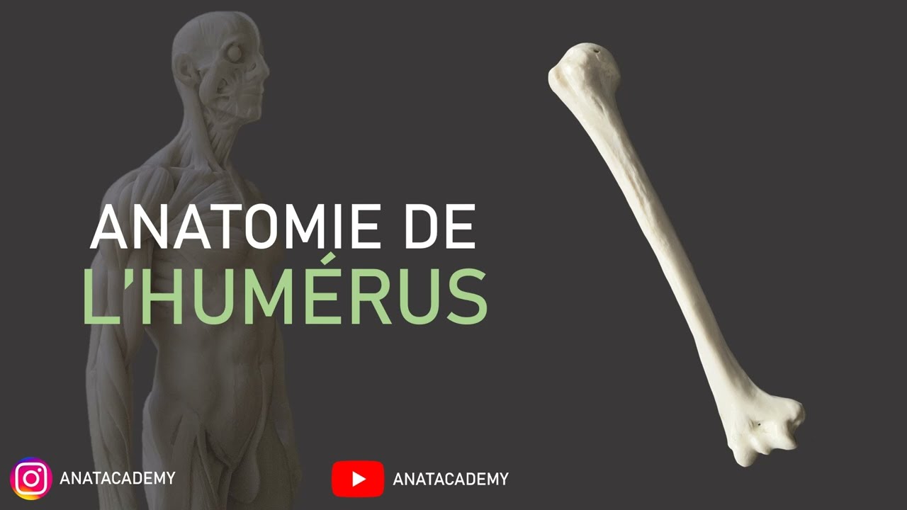 Anatomie de l'os Humérus