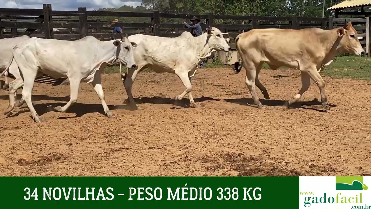 34 NOVILHAS
