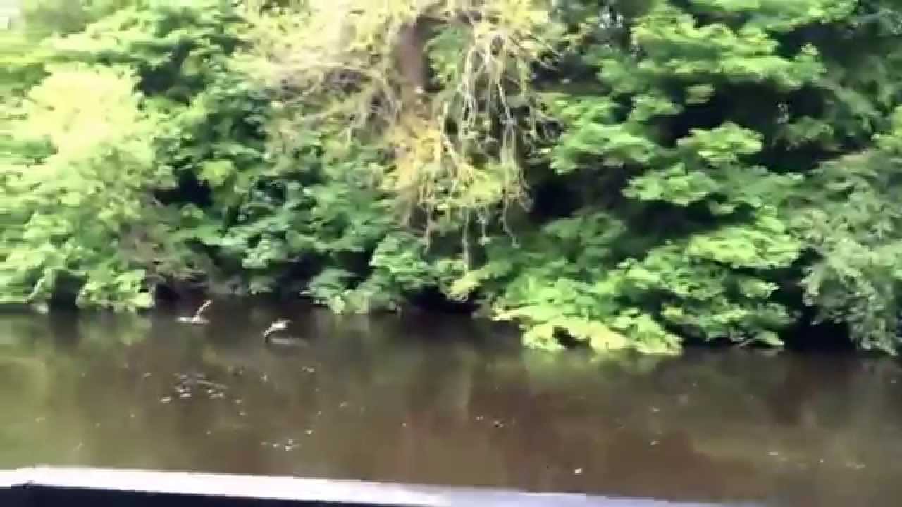 Fishing in Straffan City, May 29th 2014