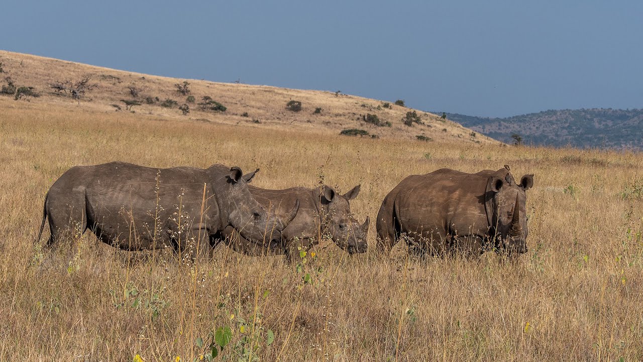 Chapter 1- Lewa Wildlife Conservancy, Kenya