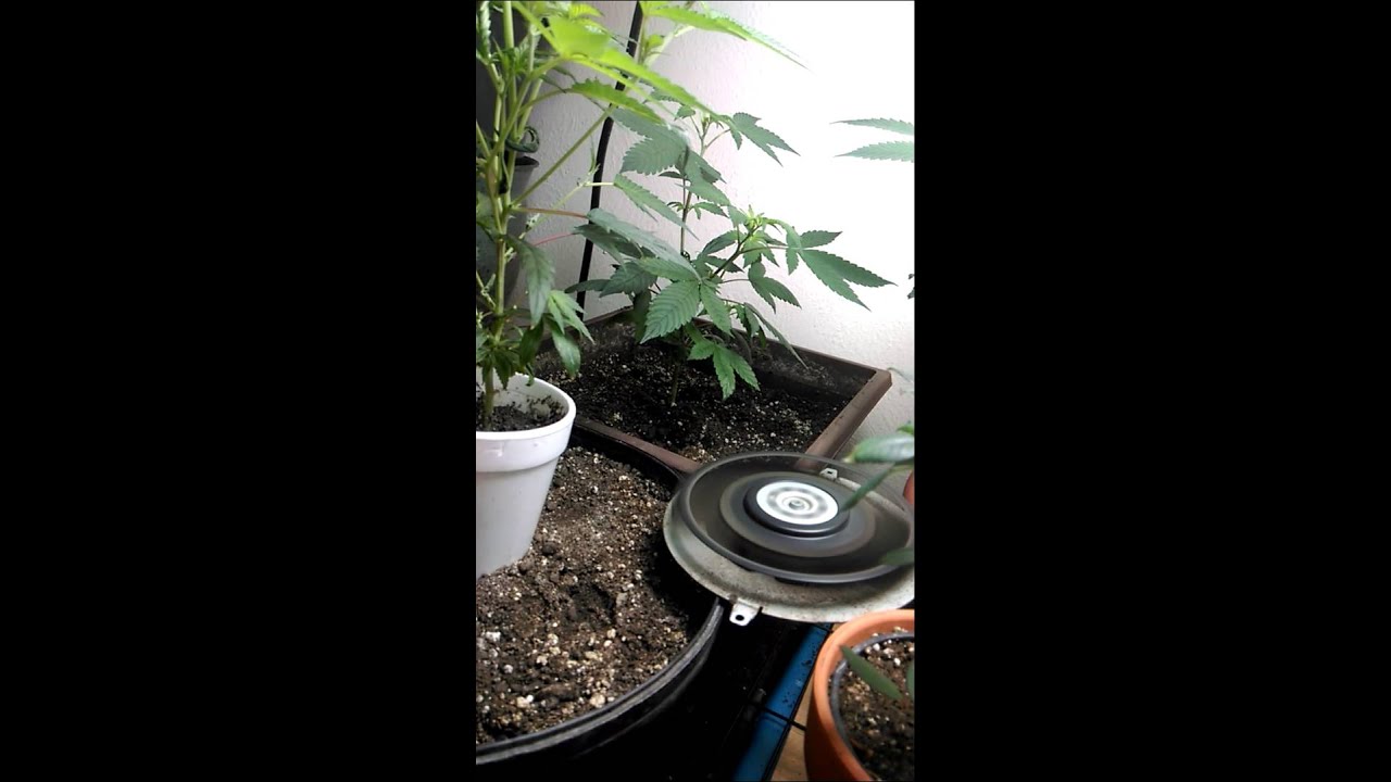 Cannabis growing myths debunked
