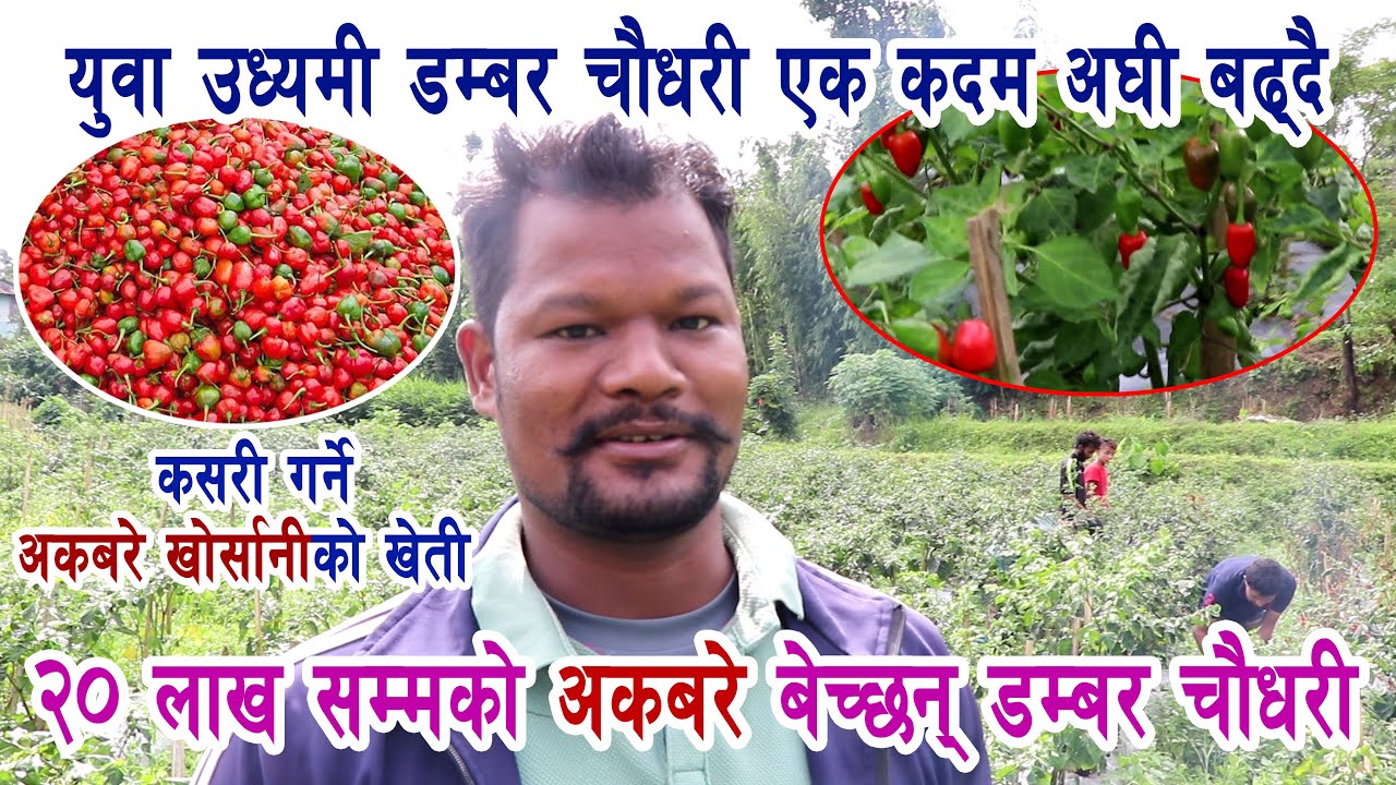 अकबरेबाट लाखौंको कमाइ गर्दै/कसरी गर्न सकिन्छ अकबरे खेती/२० लाखको अकबरे खोर्सानी बेच्छन यी युवा कृषक