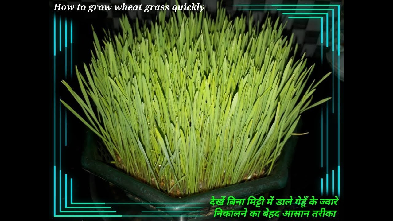 Ab Bina Mitti Me Daale Gehu Ke Jware Uagana Seekhe | How to grow wheat grass quickly