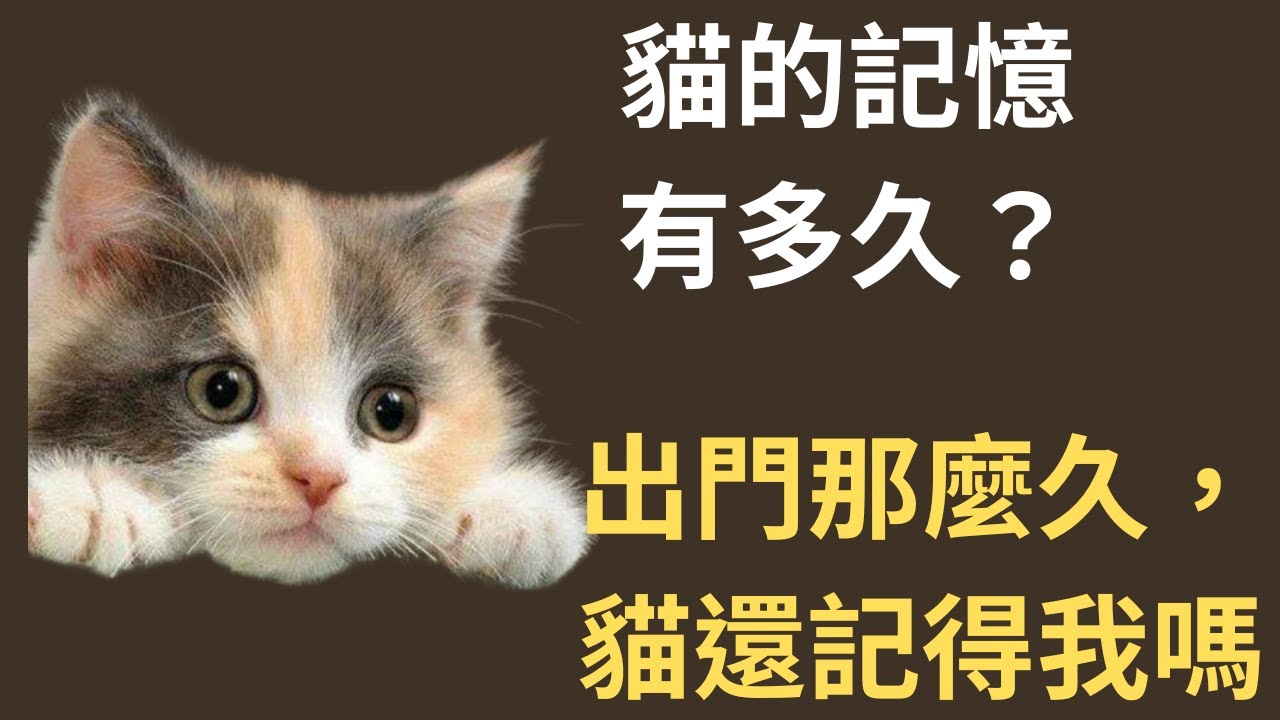 歡迎來到貓咪腦神經內科，你不知道的貓咪  記憶力 你出門多久貓都還會記得你呢？ 原來貓的記憶有那麼久！貓咪走失並不是因為不記得回家的路喔