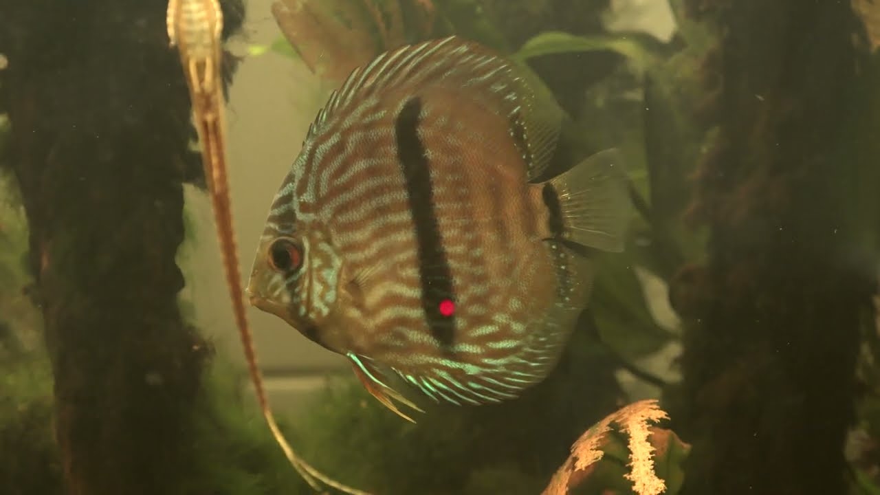 Heckel Diskus, Symphysodon discus (Rio Negro)