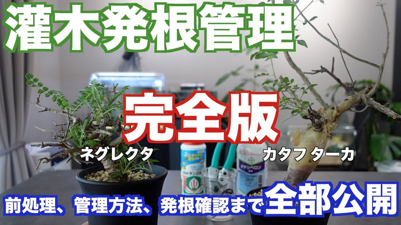 【水耕、腰水無し】ネグレクタ、カタフはこれで発根出来ます