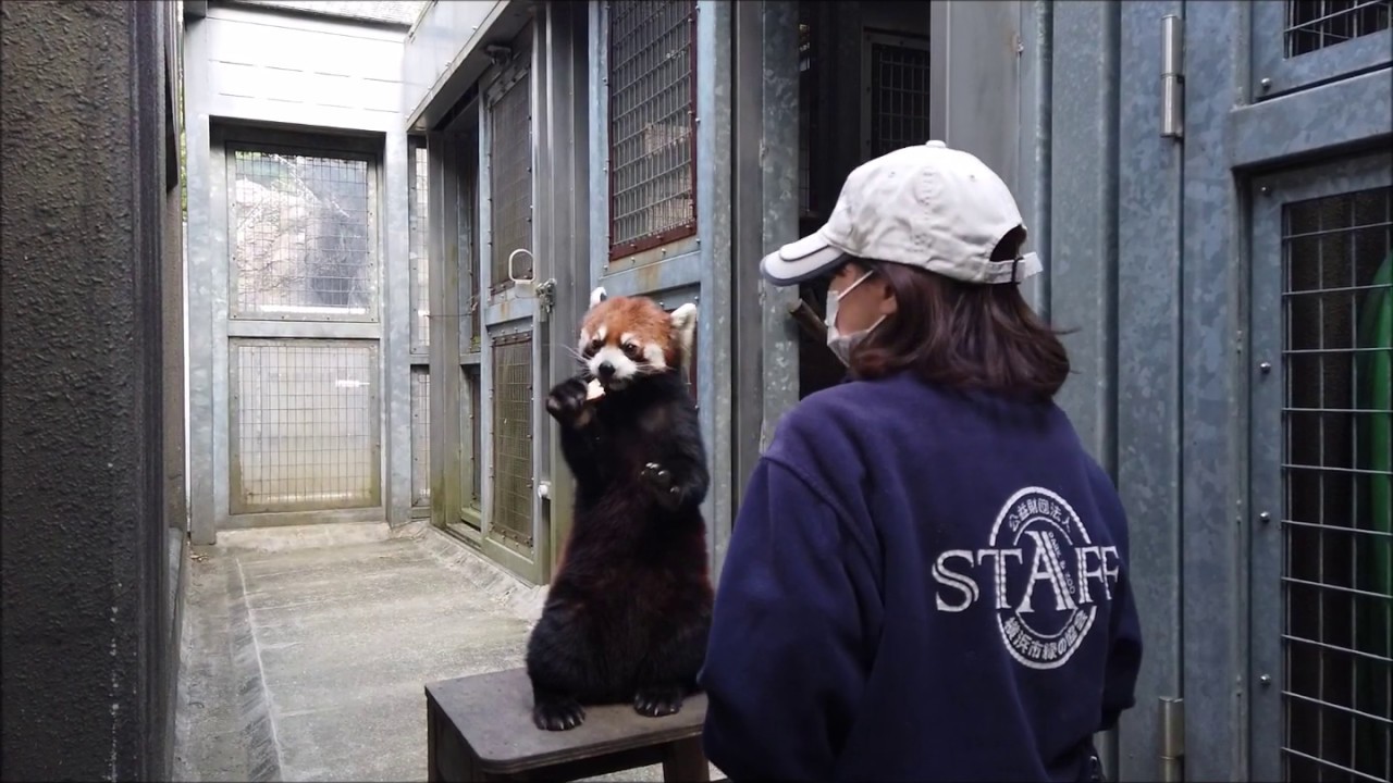 【ズーラシア公式】レッサーパンダのとっておきタイム