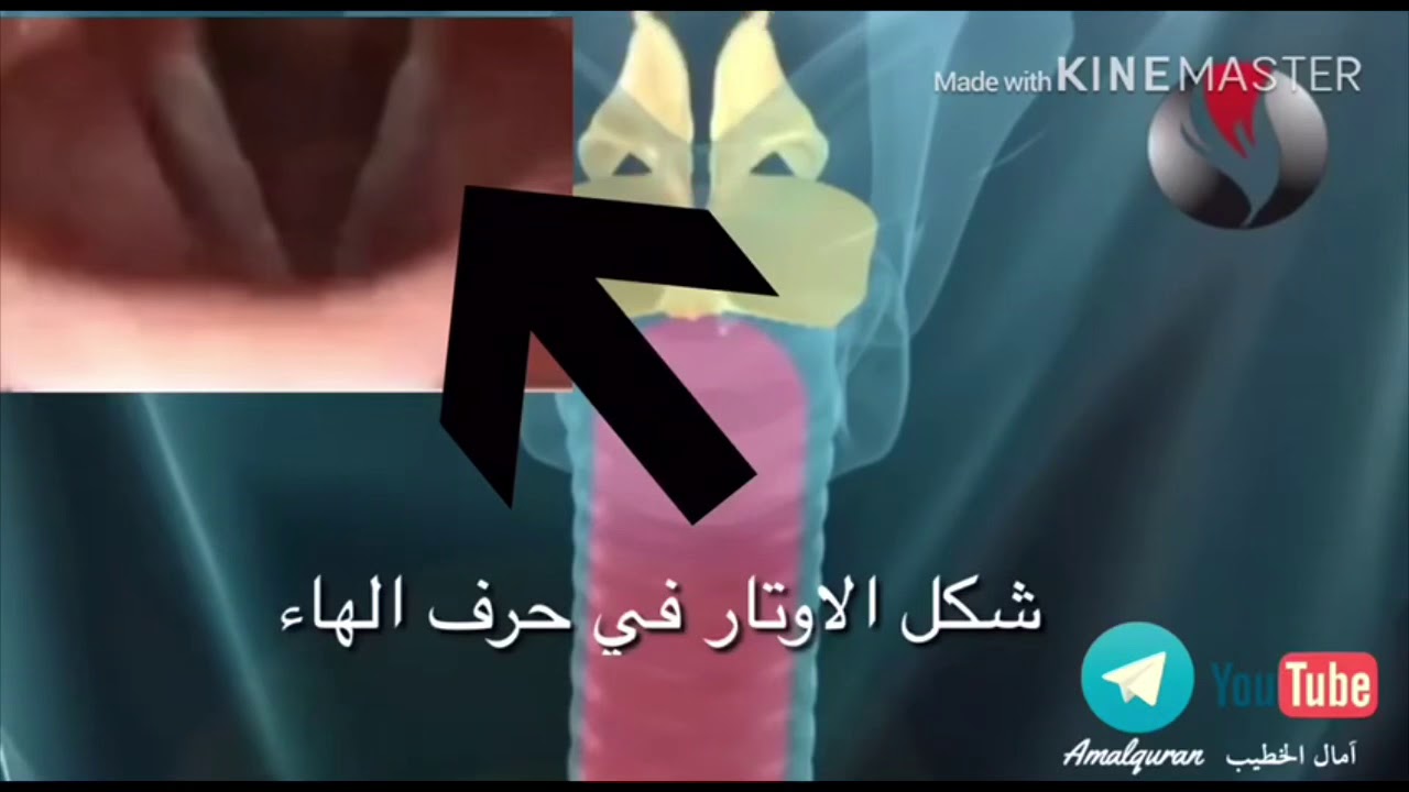 مخرج حرف الهاء