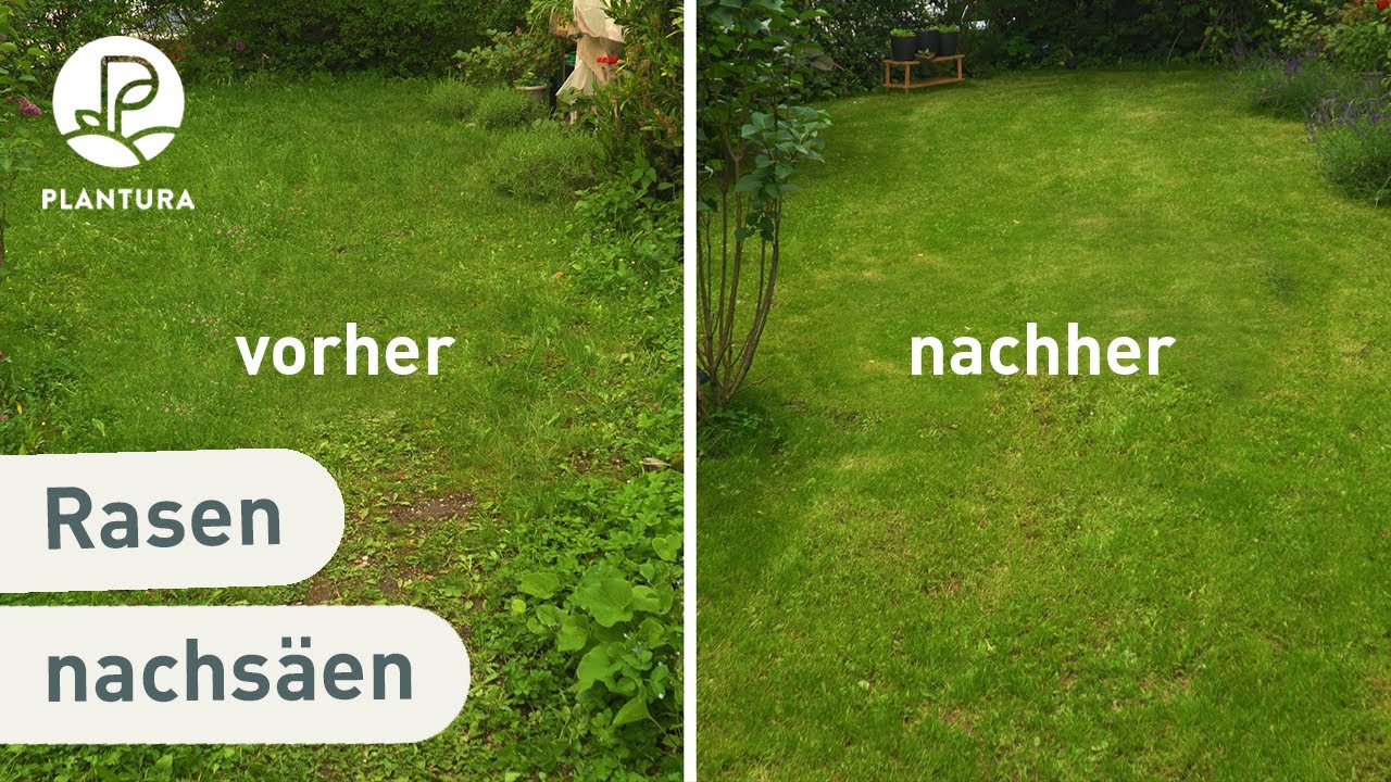 Rasen vertikutieren und nachsäen (Anleitung)