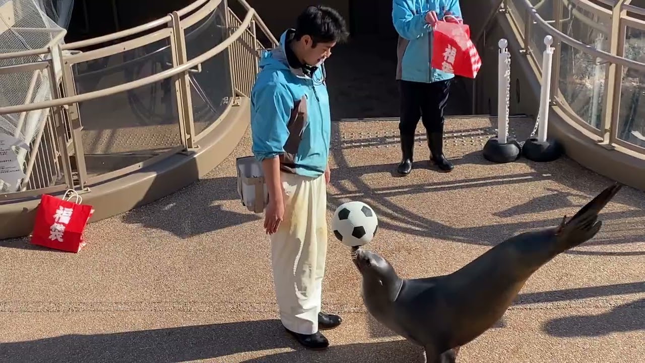 大洗水族館アシカお散歩アサヒちゃん26/01/13-12:30