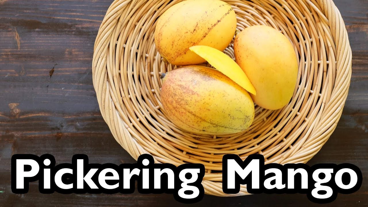 Truly Tropical Mango Varieties- ‘Pickering’