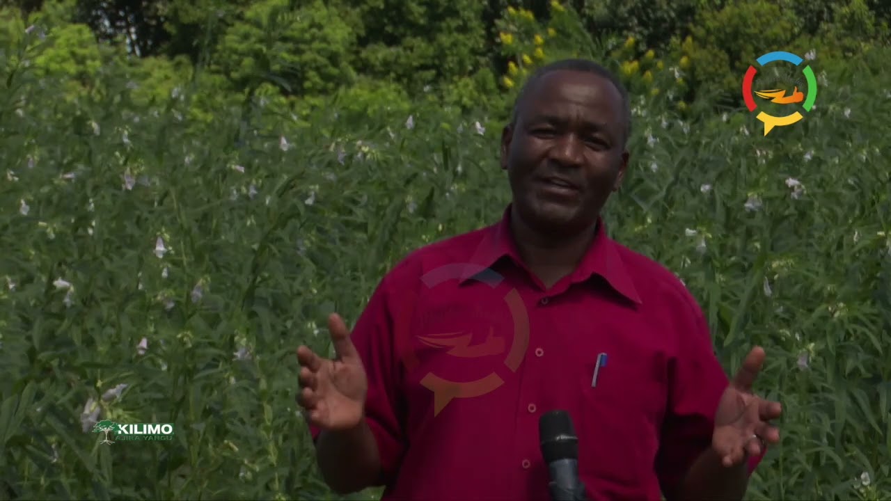 KILIMO AJIRA YANGU; Kilimo cha zao la Ufuta Naliendele Mtwara 16.05.2020