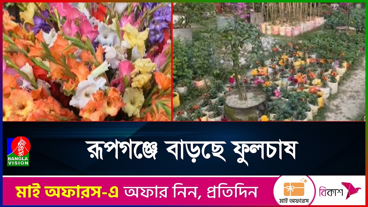‎ নারায়ণগঞ্জের রূপগঞ্জে এখন রঙিন ফুলের সমাহার