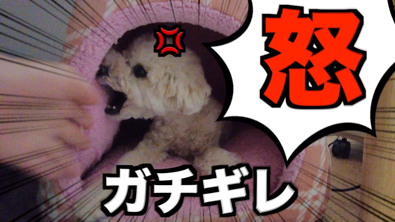 【衝撃映像】愛犬たちに過去一ガチギレされてしまいました…涙