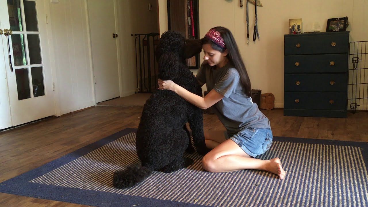 Service Dog Task: Brace
