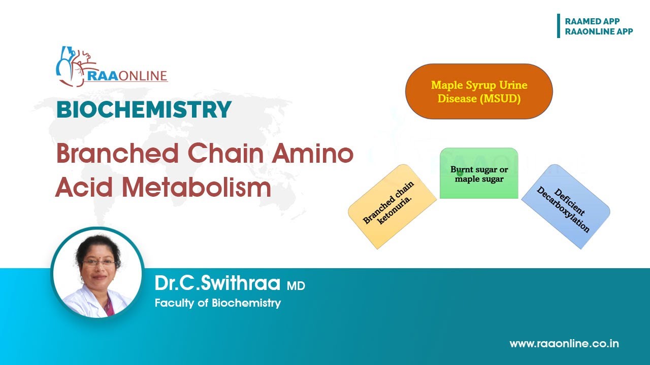Branched chain amino acid metabolism
