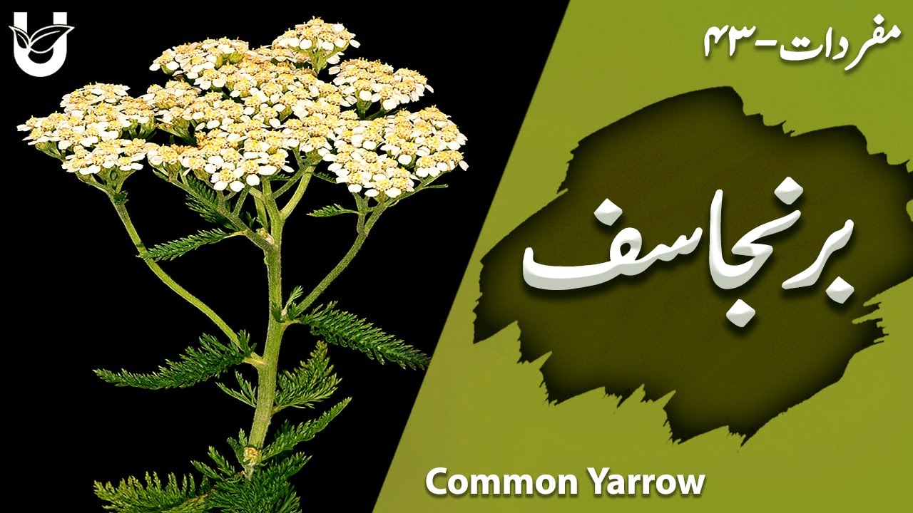 Branjasif / Common Yarrow / برنجاسف