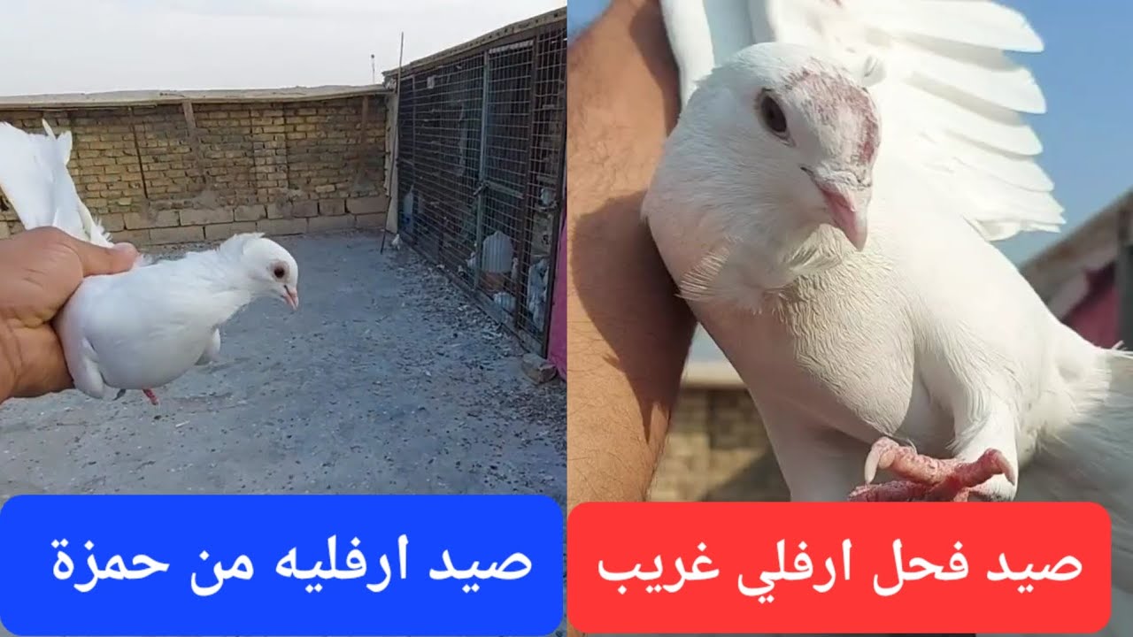 صيد زوج ارافل لعيونكم واحد من حمزة صارن 88