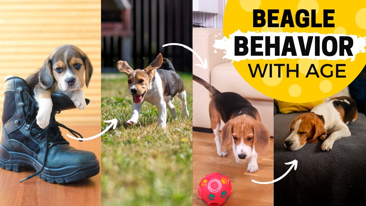 How Your Beagle&rsquo;s Behavior Can Change with Age?