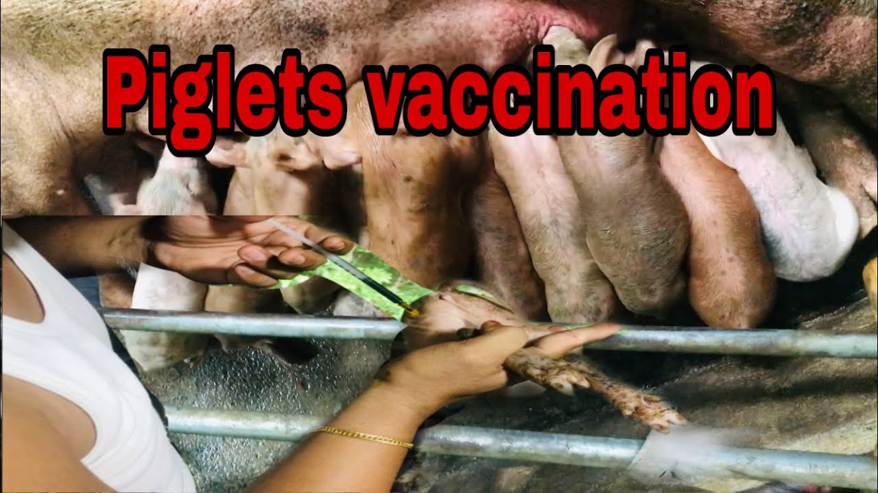 Piglets vaccination | mga bakuna para sa biik | iron, B-complex, and  ADE injections | Ryan Patenio