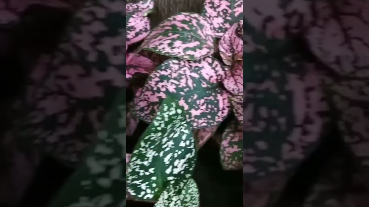 Pink Fittonia/Fitonia Rosa #shorts#fittonia#fitonia #fitoniarosa#brazil #pinkfittonia#garden#jardim