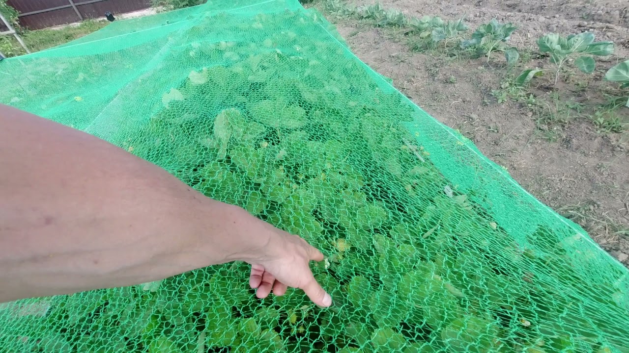 защитить клубнику от птиц