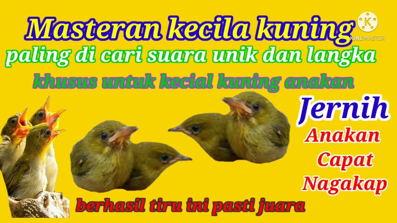 Masteran kecial kuning speed rapat josh pendek unik dan langka [Khusus untuk anaka] suara bening