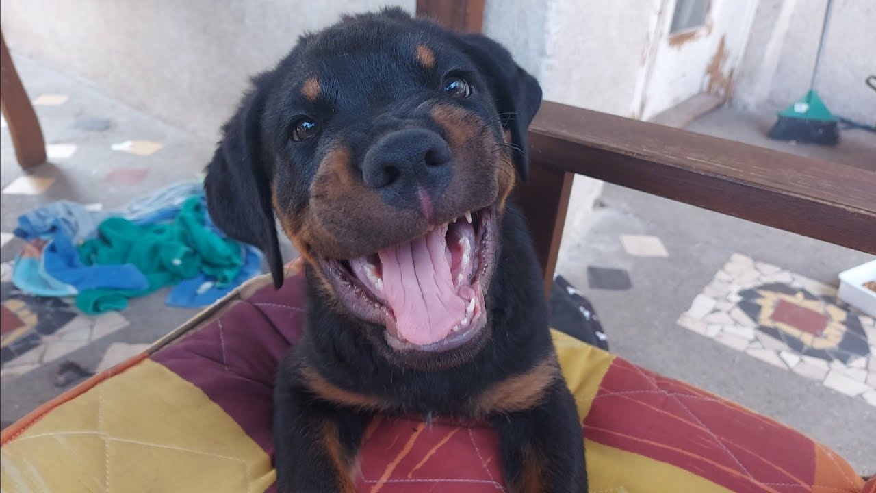 DIEGO AGRESSZÍV:)!! MEDENCÉT KAPOTT!!