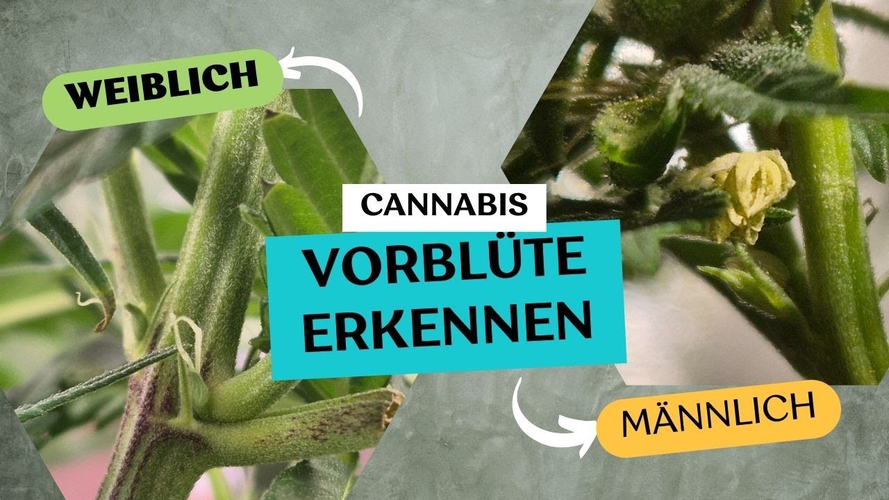 Bl&uuml;tewoche 1: Vorbl&uuml;te Update &ndash; M&auml;nnliche Pflanzen identifiziert? Tipps zur ersten Bl&uuml;tephase