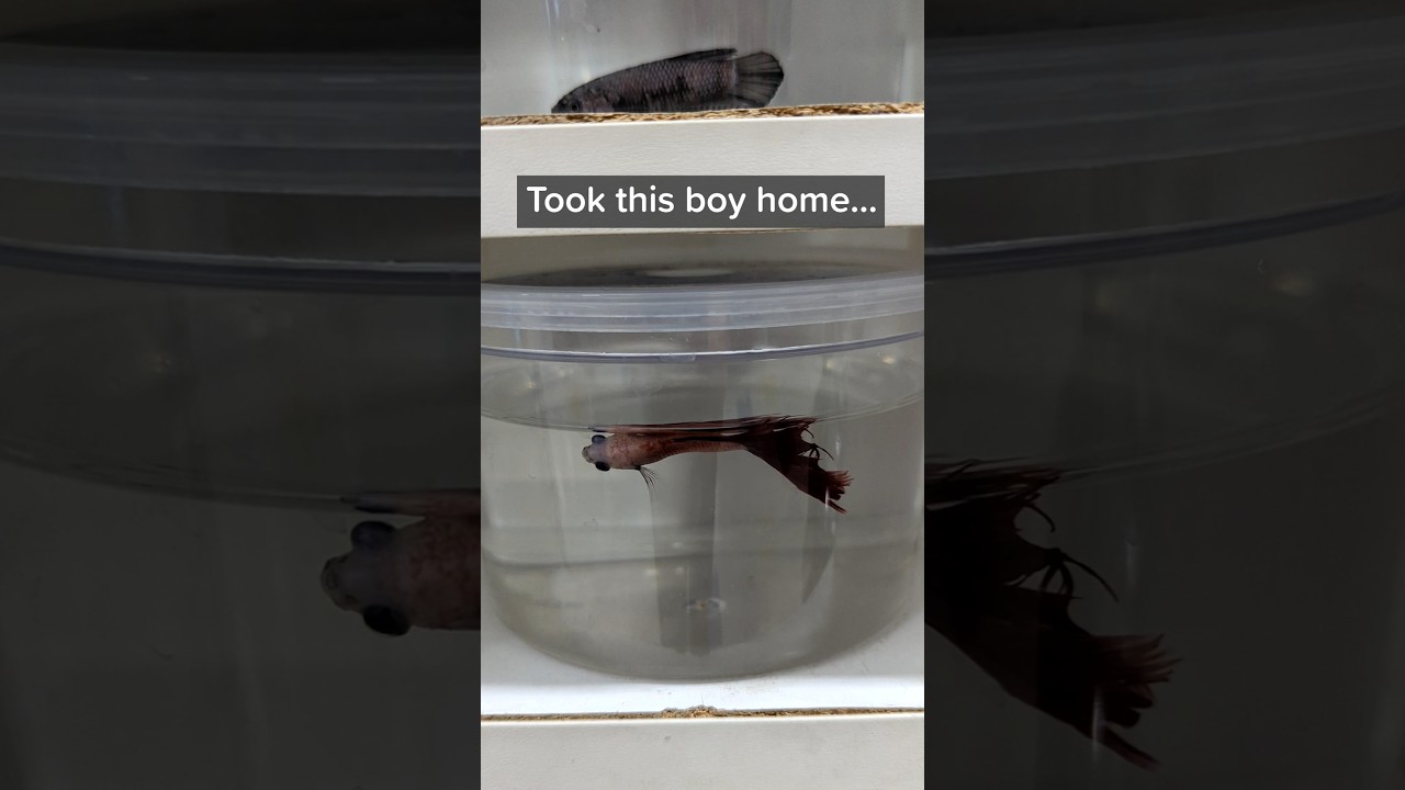 Betta fish rescued from terrible Petco cup conditions