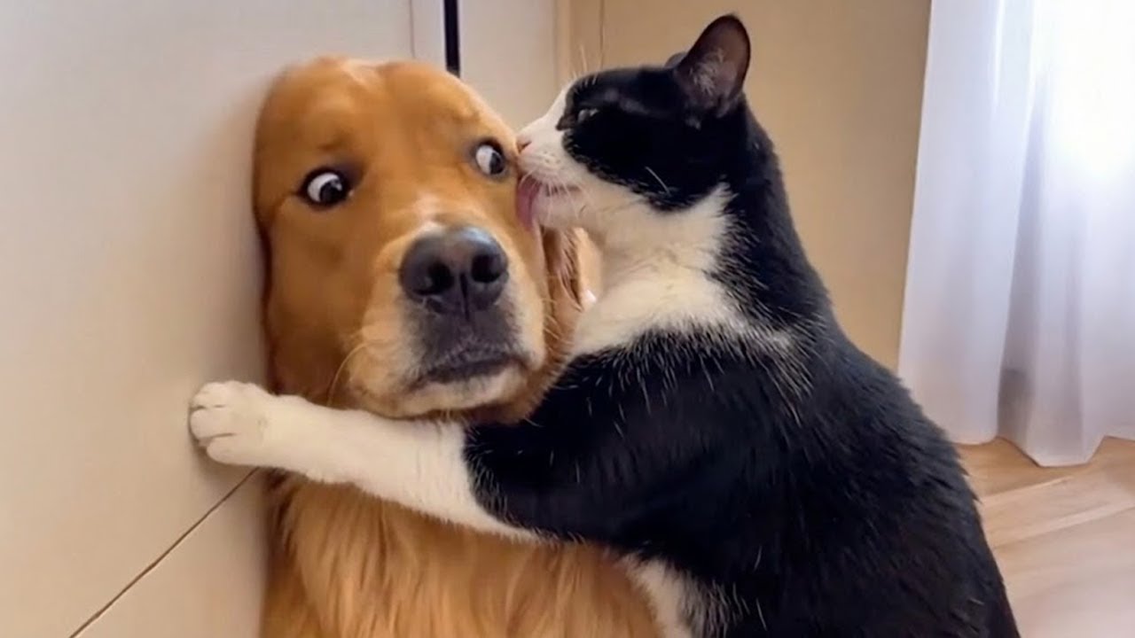 Cats vs Dogs: When Rivalry Turns Into Friendship 😻