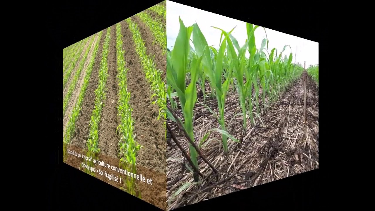 Pourquoi j'ai arrêté l'agriculture biologique en cultures céréalières ?