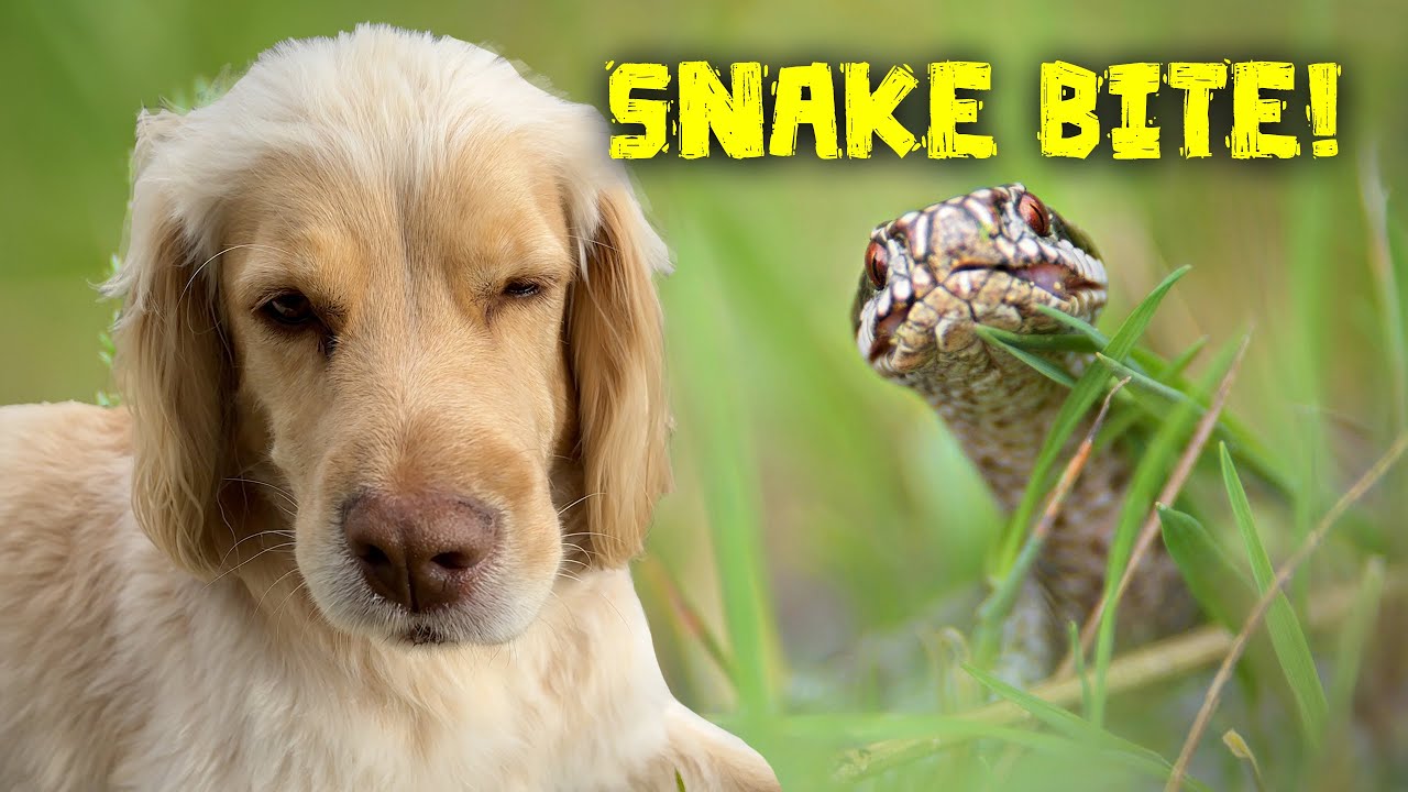 Our Dog Was Bitten by a VENOMOUS Snake! 🐍 Ep. 251.