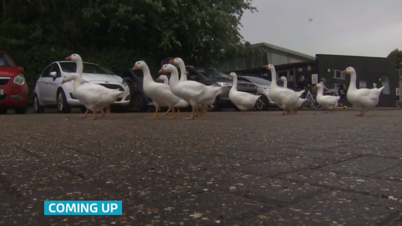 Cheeky family of geese 'brings joy' to Cambridgeshire town (fun story) (2) (UK) 4/Aug/2025