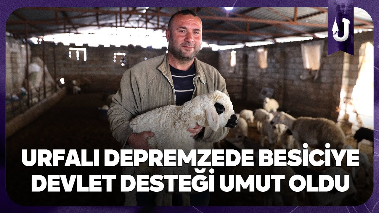 Şanlıurfa’da depremzede besiciye hayvan desteği