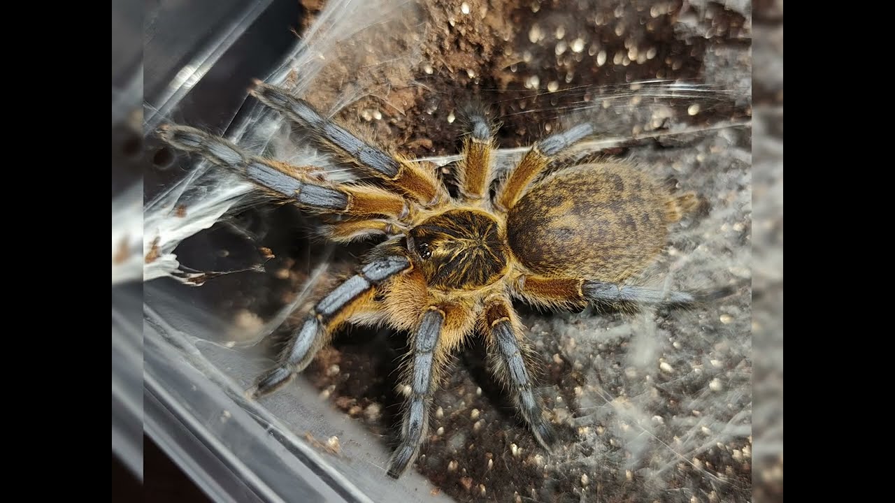 捕鳥蛛近期合照；Theraphosidae